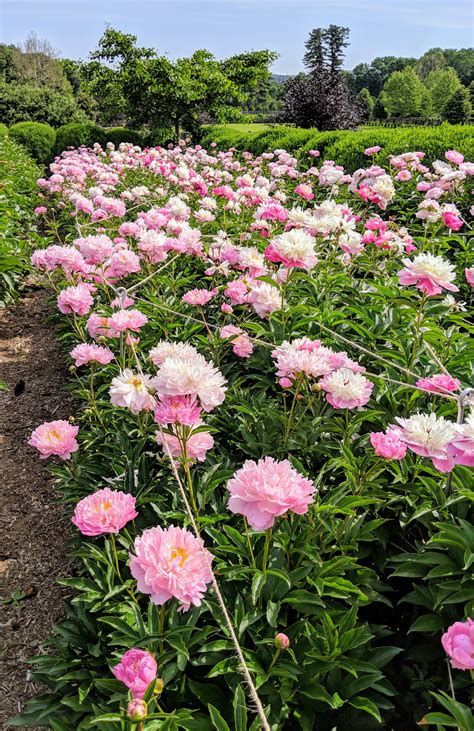 herbaceous peonies pictures